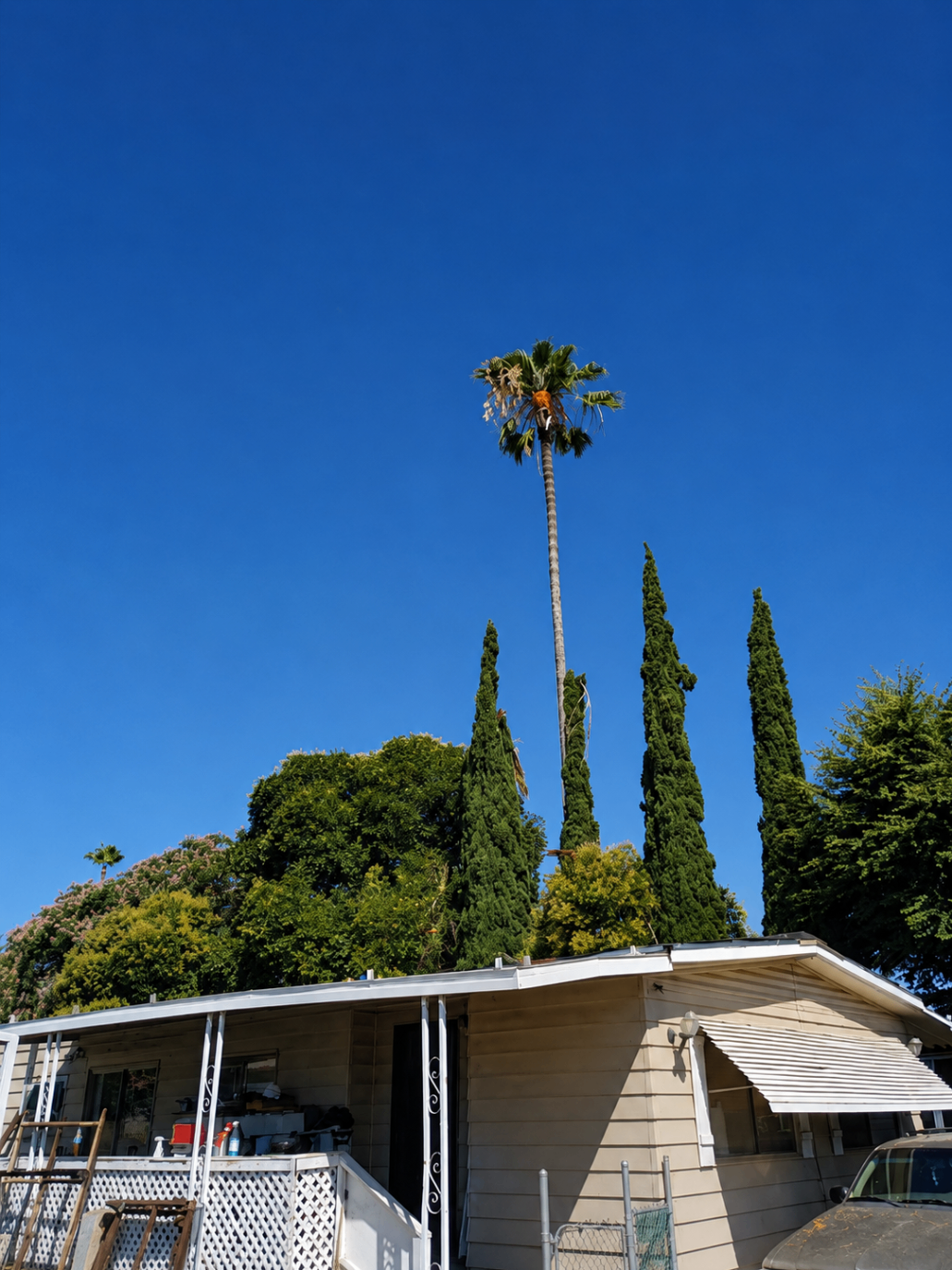 Tall palm rising above a Lodi home and cypress trees