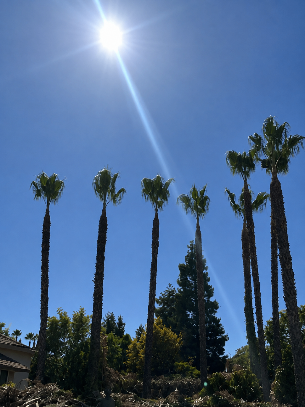 Palm skyline against a bright California sun