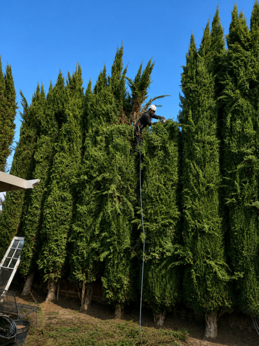 Worker trimming tall cypress hedges on climbing line