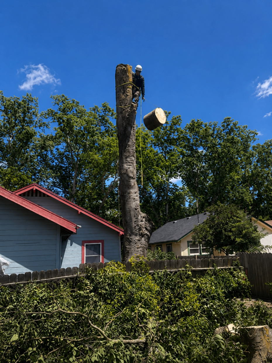 Arborist lowering a cut log round by rope from a tall trunk